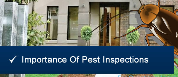 Pest Inspection Brisbane