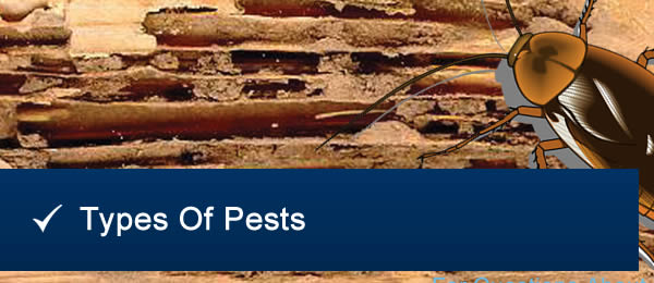 Types Of Pests