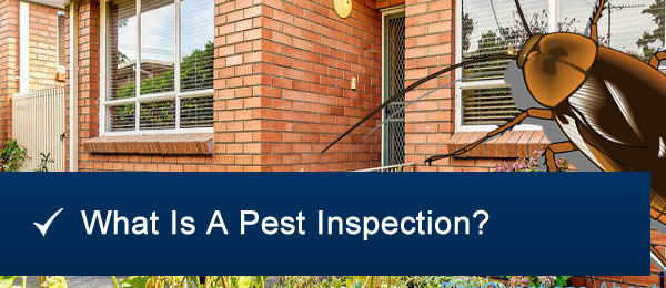 What Is A Pest Inspection